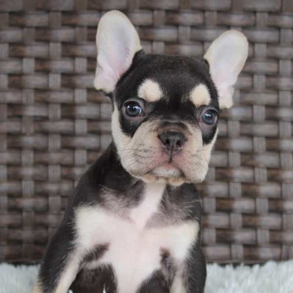 Best AKC French Bulldog Puppy Breeder Andover, Connecticut. Blue Diamond Family Pups.